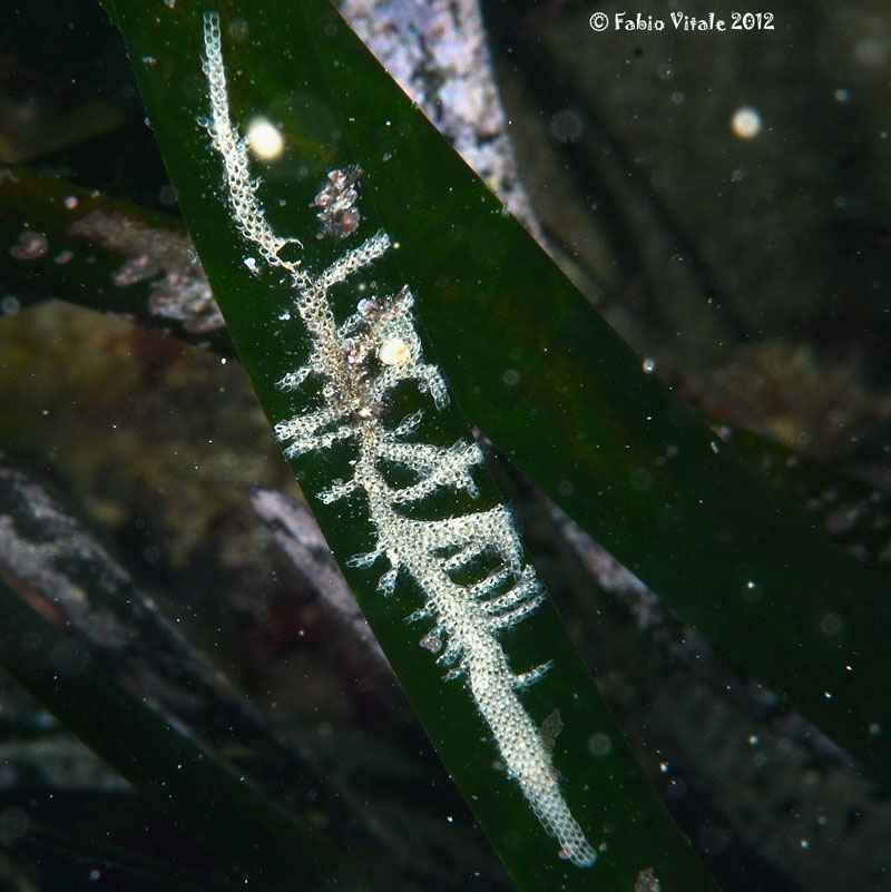 Electra posidoniae?